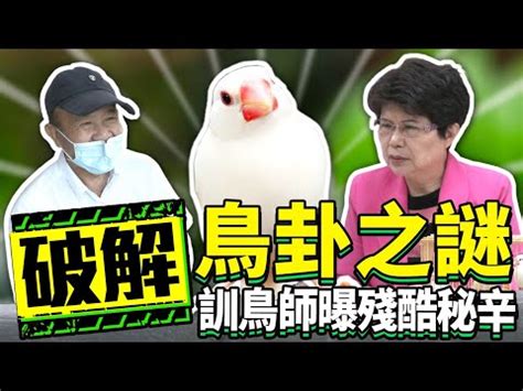 龜鳥卦破解